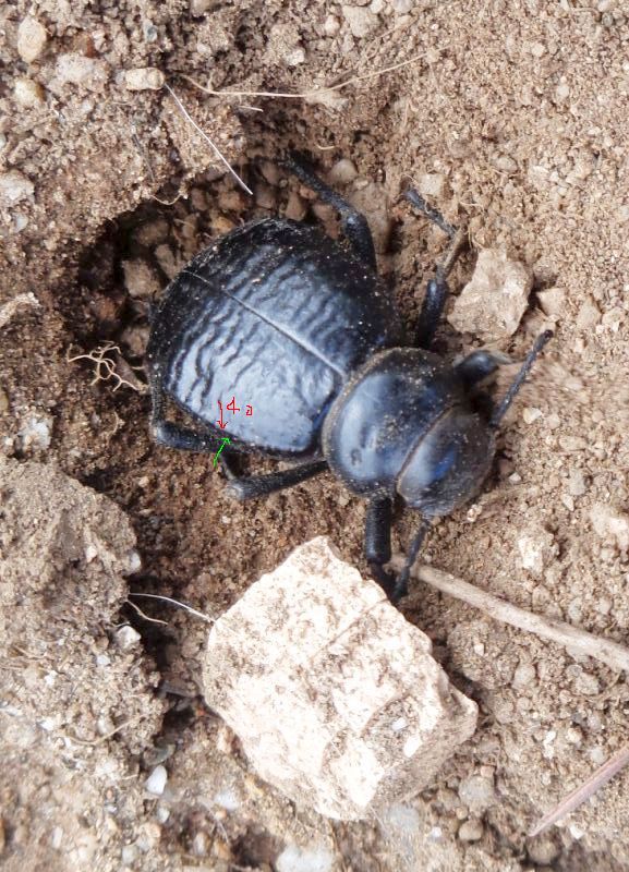 Tenebrionidae: Pimelia undulata